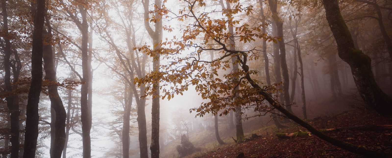 paysage
